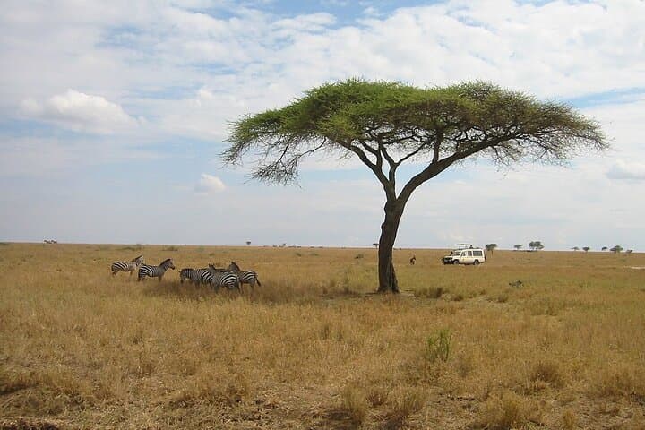 Amboseli Day Safari from Nairobi: Elephants, Kilimanjaro Views & Maasai Culture photo 5