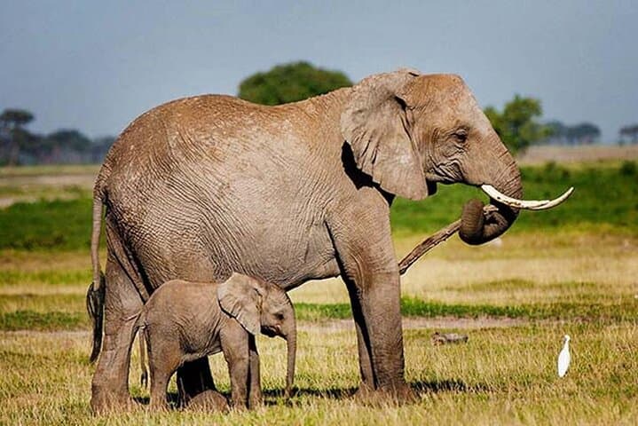 Amboseli Day Safari from Nairobi: Elephants, Kilimanjaro Views & Maasai Culture photo 6