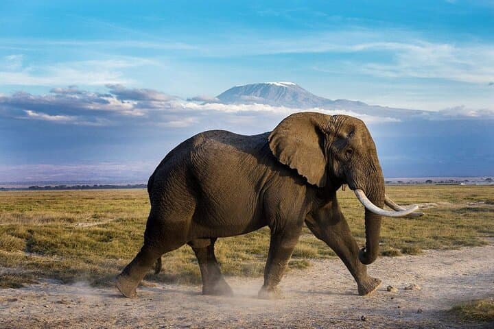 Amboseli Day Safari from Nairobi: Elephants, Kilimanjaro Views & Maasai Culture
