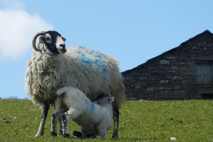 All Creatures Great and Small Yorkshire Dales Private Tour from Harrogate photo 5
