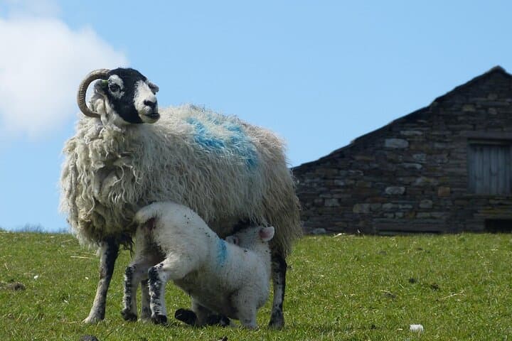 All Creatures Great and Small: Private Yorkshire Dales Filming-Locations Tour from York photo 6