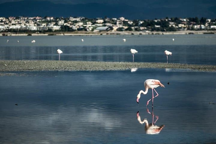 Panoramic and Old Cagliari Tour — Monte Urpinu, Flamingos & Castello Walk photo 5
