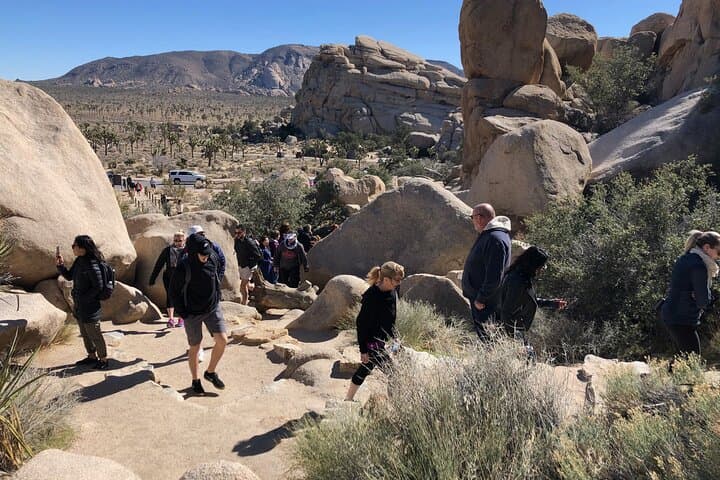 Joshua Tree National Park Driving Tour: Scenic Van Trip from Palm Springs photo 3