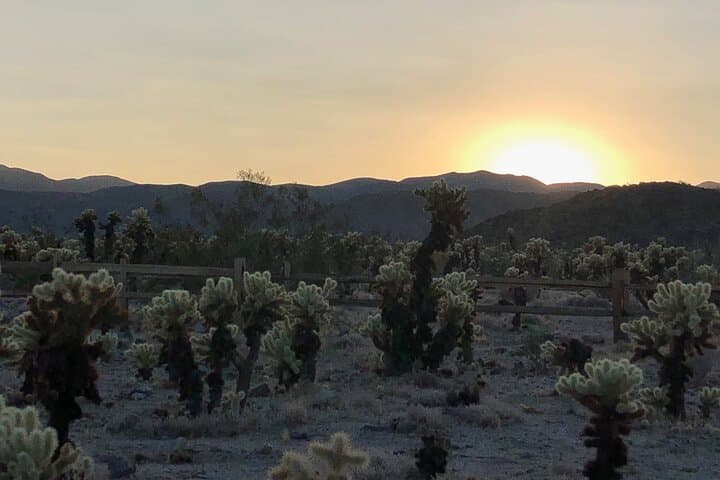 Joshua Tree National Park Driving Tour: Scenic Van Trip from Palm Springs photo 6