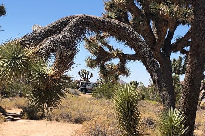 Joshua Tree National Park Driving Tour: Scenic Van Trip from Palm Springs photo 5