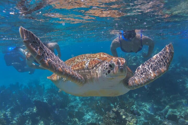 Luxury Sailing and Snorkeling on a Riviera Maya Catamaran photo 3