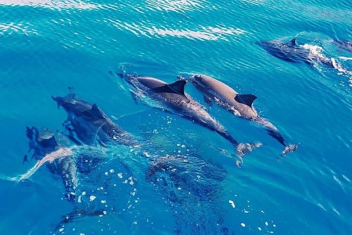 West Oahu Dolphin Catamaran Cruise — Swim with Wild Dolphins from Waianae Harbor photo 1