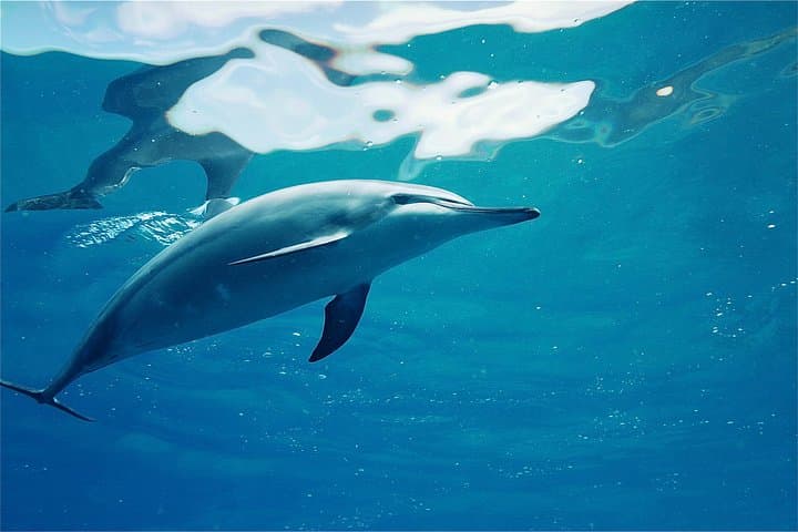 West Oahu Dolphin Catamaran Cruise — Swim with Wild Dolphins from Waianae Harbor photo 3