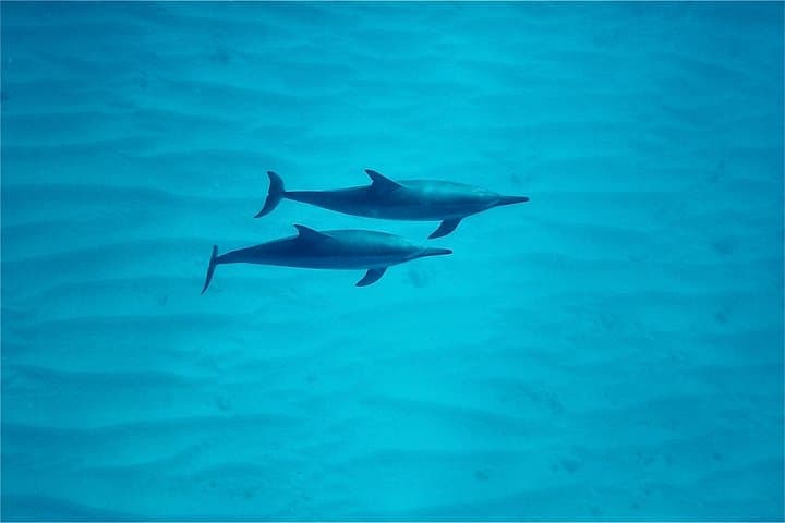 West Oahu Dolphin Catamaran Cruise — Swim with Wild Dolphins from Waianae Harbor photo 4