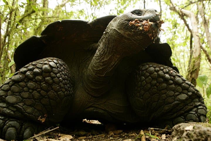 Galapagos Intensive 5-Day Land Tour: Santa Cruz, Isabela & Bartolomé Highlights photo 1