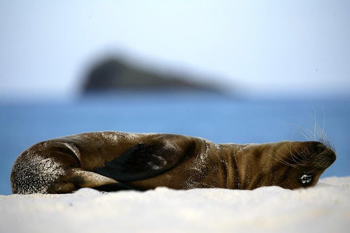 Galapagos Intensive 5-Day Land Tour: Santa Cruz, Isabela & Bartolomé Highlights photo 2