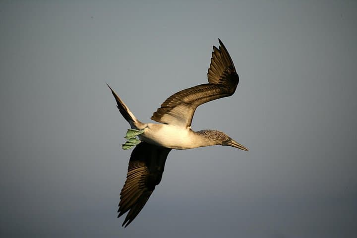 Galapagos Intensive 5-Day Land Tour: Santa Cruz, Isabela & Bartolomé Highlights photo 3