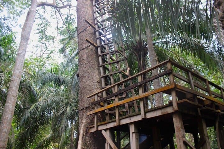 Walk Africa’s Longest Canopy Bridge at Lekki Conservation Centre: A Practical Visitor’s Guide photo 4