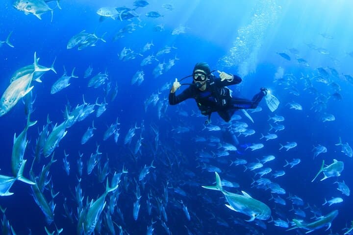 Cabo San Lucas 2-Tank Dive at Land's End: Explore The Arch, Sea Lion Colony & Underwater Sandfalls photo 2