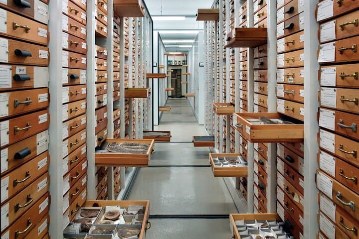 Early Access VIP at Chicago's Field Museum — See SUE & Máximo Before the Crowds photo 6