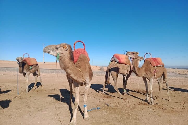 Sunset Camel Ride in Agafay Desert: Marrakech Evening Tour with Mint Tea photo 3