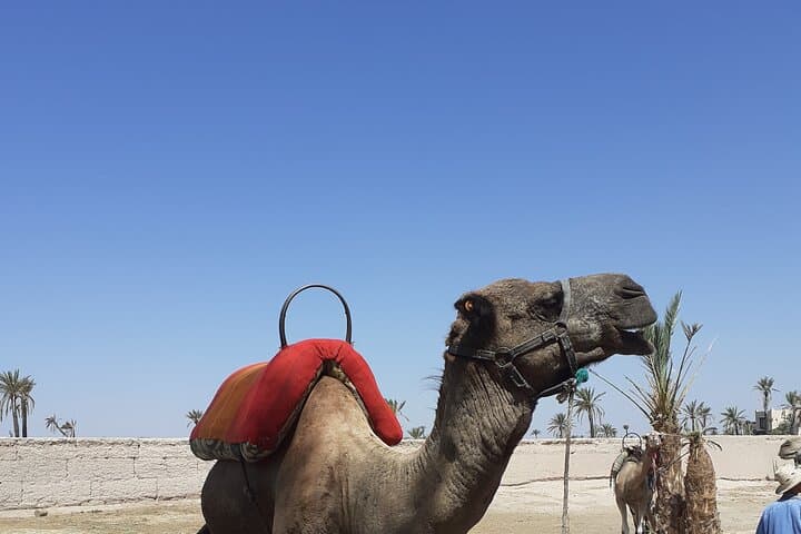 Sunset Camel Ride in the Marrakech Palmeraie — 1-Hour Camel Trek with Transfers photo 2