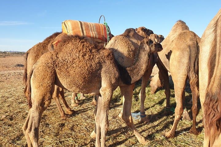 Sunset Camel Ride in the Marrakech Palmeraie — 1-Hour Camel Trek with Transfers photo 3