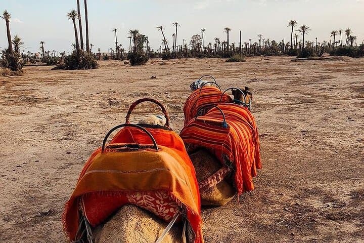 Sunset Camel Ride in the Marrakech Palmeraie — 1-Hour Camel Trek with Transfers photo 4