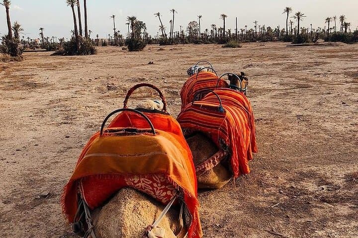 Palm Grove Camel Ride in Marrakech: Half-Day Tuareg Experience photo 3