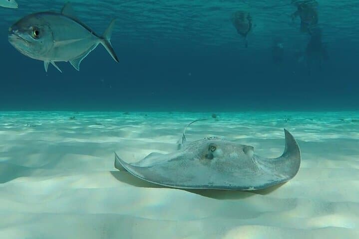 Cozumel Snorkel Tour: Palancar, Columbia and El Cielo Reefs with Starfish Sandbar photo 3