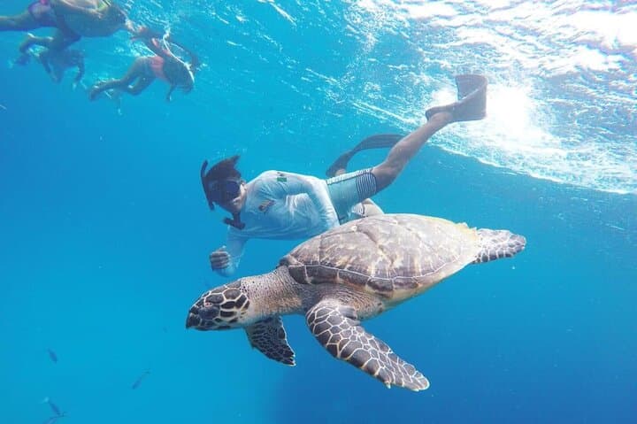 Cozumel Snorkel Tour: Palancar, Columbia and El Cielo Reefs with Starfish Sandbar photo 4