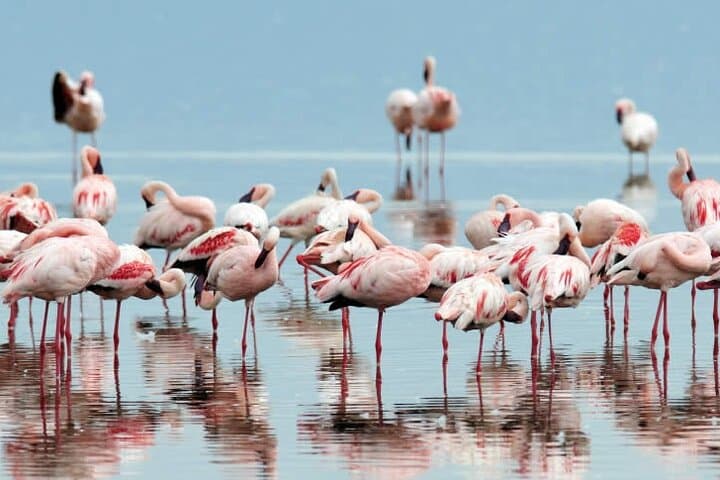 4-Day Masai Mara and Lake Nakuru Safari: Big Five, Flamingos & Rift Valley Views photo 2