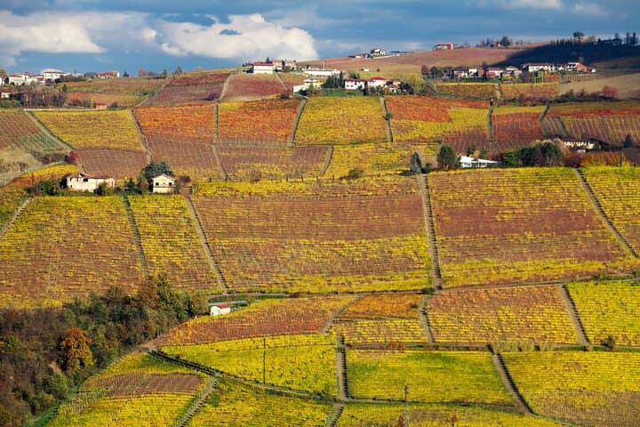 Hiking and Wine Tour from Alba: Langhe Hills Walk & Winery Tasting photo 3