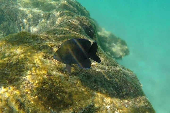 Cozumel Snorkel Adventure: El Cielo, Palancar & Colombia Reefs with Ferry Transfer photo 3
