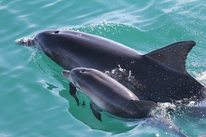 Jervis Bay Passage Tour — Hyams Beach, Point Perpendicular & Dolphin Watching Cruise photo 4