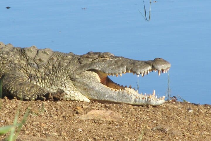 Pilanesberg Big 5 Day Safari from Cape Town — Flights Included photo 3