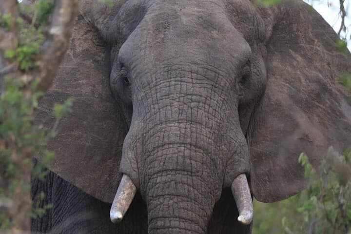 Pilanesberg Big 5 Day Safari from Cape Town — Flights Included photo 4