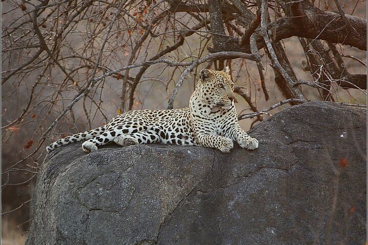 Pilanesberg Big 5 Day Safari from Cape Town — Flights Included