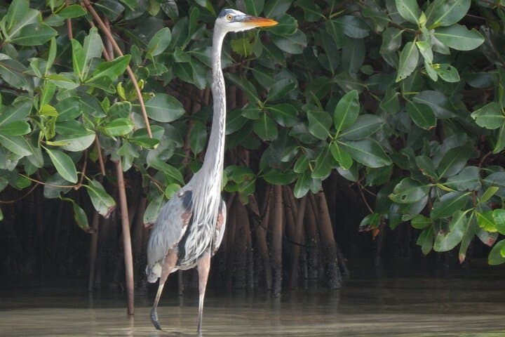 Nichupte Lagoon Wildlife Boat Tour: Mangroves, Crocodiles & Sunset in Cancun photo 2