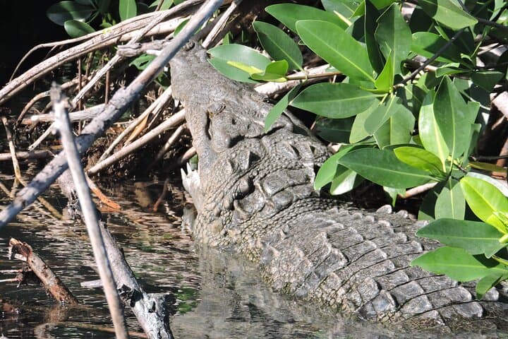 Nichupte Lagoon Wildlife Boat Tour: Mangroves, Crocodiles & Sunset in Cancun photo 3
