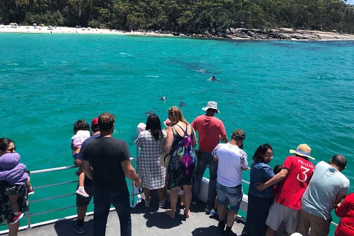 Jervis Bay Dolphin Cruise — Close-Up Bottlenose Dolphin Encounter photo 6