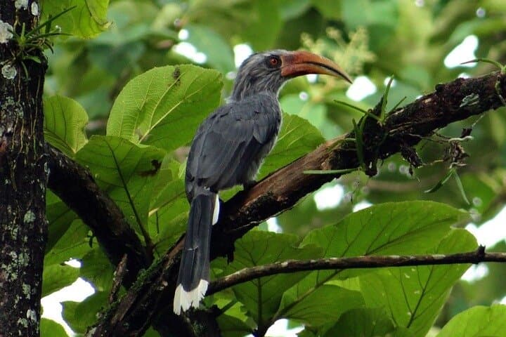 Birding in Dandeli: 3-Day Homestay Birdwatching Tour from Hubli photo 3