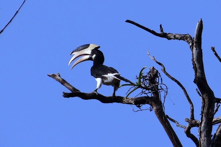 Birding in Dandeli: 3-Day Homestay Birdwatching Tour from Hubli photo 2