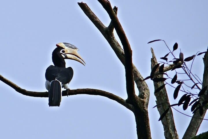 Birding in Dandeli: 3-Day Homestay Birdwatching Tour from Hubli photo 4