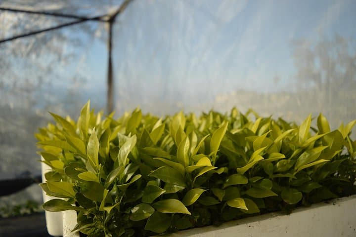 Sorrento Lemon Discovery Tour — Massa Lubrense Limoncello, Grafting & Pergola Walk photo 2