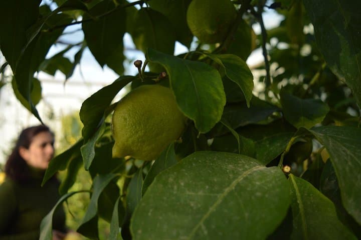Sorrento Lemon Discovery Tour — Massa Lubrense Limoncello, Grafting & Pergola Walk photo 3