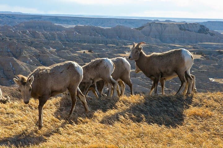 Badlands Van Tour: A Full-Day Drive Through Fossils, Prairie, and Missile History photo 2