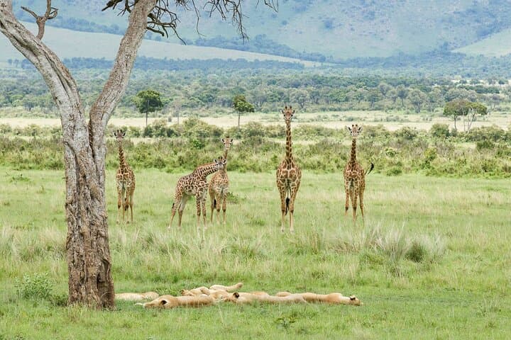 3-Day Masai Mara Budget Camping Safari: Game Drives, Maasai Visits & Migration Viewing photo 1