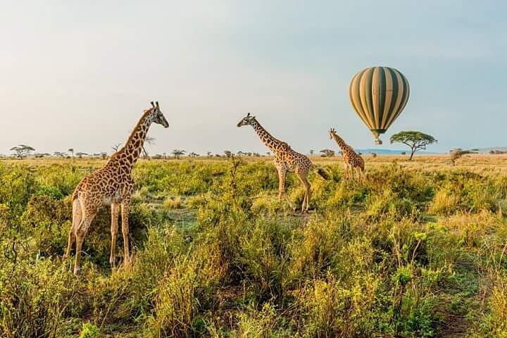 3-Day Masai Mara Budget Camping Safari: Game Drives, Maasai Visits & Migration Viewing photo 2