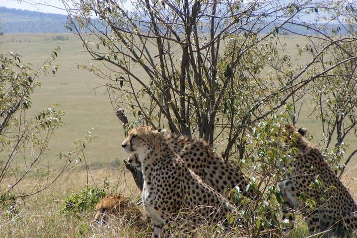 3-Day Masai Mara Budget Camping Safari: Game Drives, Maasai Visits & Migration Viewing photo 3