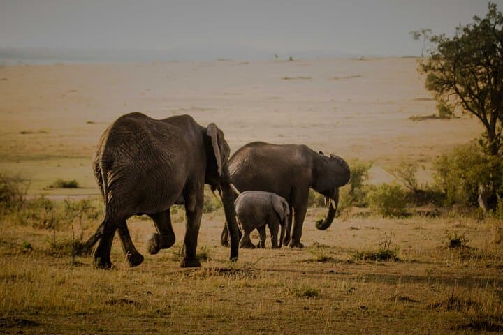 3-Day Masai Mara Budget Camping Safari: Game Drives, Maasai Visits & Migration Viewing photo 4