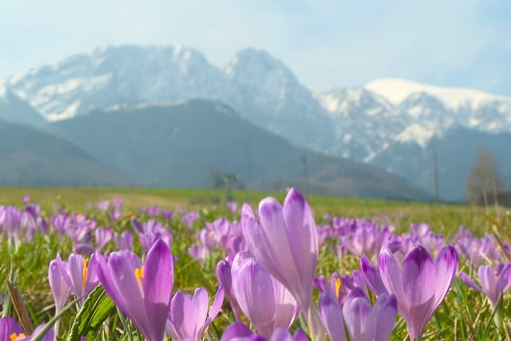 Zakopane and Tatra Mountains Day Tour from Krakow — Gubałówka, Oscypek & Highland Culture photo 3