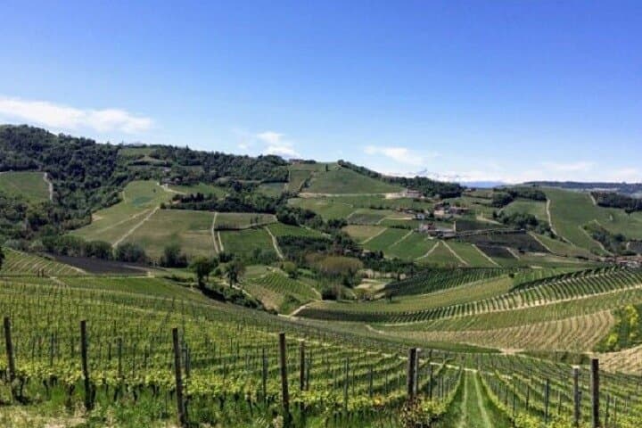 Hiking and Wine Tour from Alba: Langhe Hills Walk & Winery Tasting photo 5