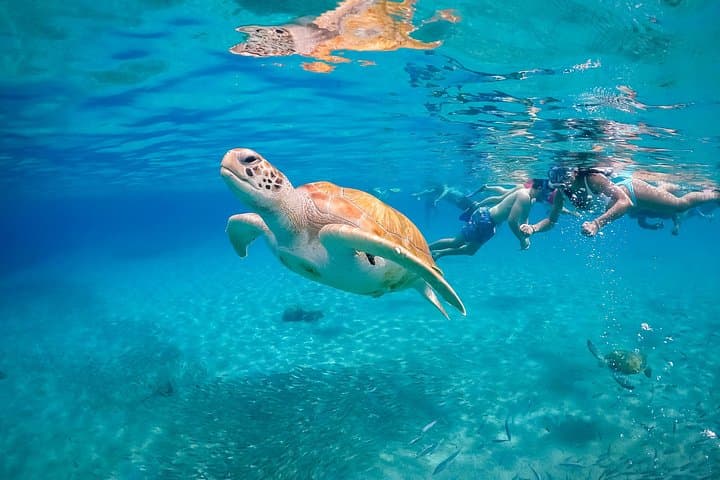 Nassau Turtle, Rose Island & Gilligan's Island Snorkel and Fishing Charter photo 1