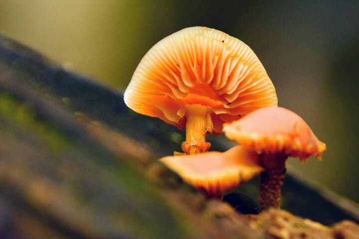 Lynn Canyon Photography Tour: Rainforest, Suspension Bridge & Waterfalls photo 4